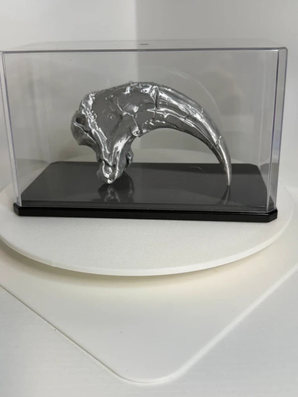 Velociraptor Claw Display Dinosaur Fossil Style Replica with Acrylic Display Box